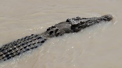 What a croc! Salties targeted for cull in the Top End