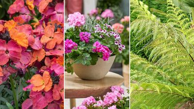 Best patio container plants: 8 expert-approved picks to brighten your space instantly