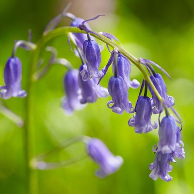 What to do with bluebells after flowering to ensure their pretty blooms keep adorning your garden year after year