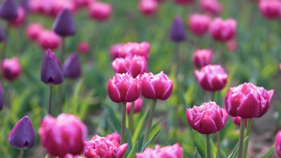 When and how to fertilize tulips – professionals reveal the best methods to encourage future flowering