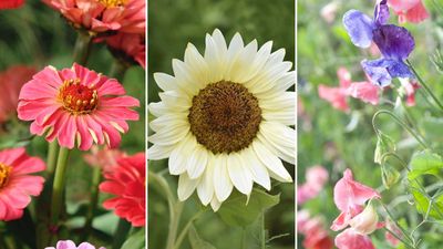 Best fast-growing flowers to grow from seed – 5 pretty picks