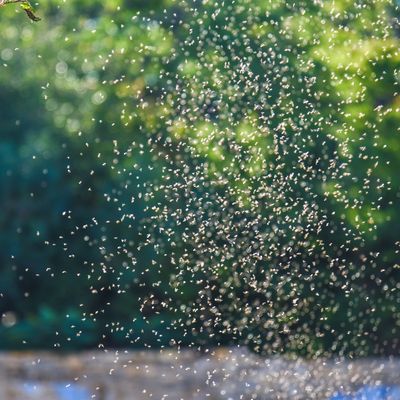 How to get rid of midges – 5 ways to banish the pesky pests from your garden