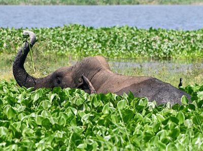 Wild elephant tramples four to death in Assam's Sonitpur