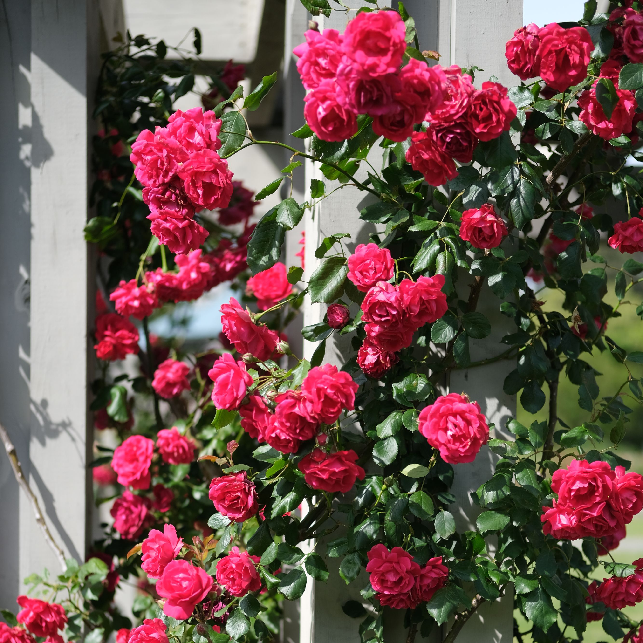 5 roses every small garden should have for an outdoor…
