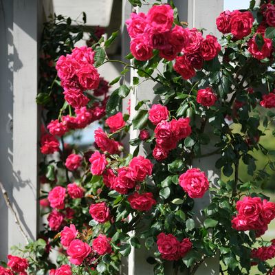 5 roses every small garden should have for an outdoor space that is bold, beautiful, and fragrant