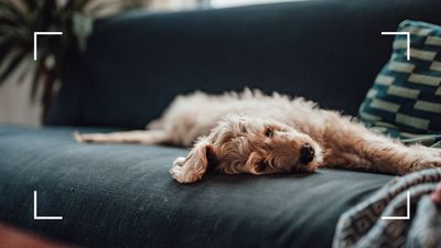 5 expert cleaning hacks for pet owners to keep your home fur-free