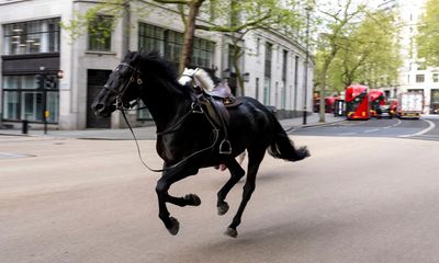 Did five frightened horses bolting through London really mean the end was neigh?