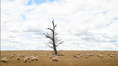 Drought could be 'nail in the coffin' for some farmers