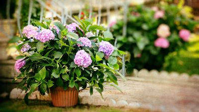 Can hydrangeas grow in pots? Gardeners dish on the best environment for these stunning blooms
