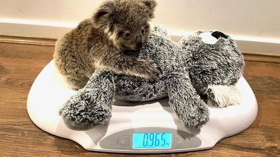 Wildlife hospital gets boost for koala conservation