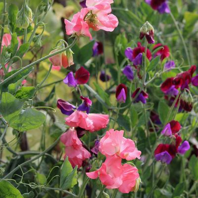 Are you pinching your sweet peas? Gardening experts say you really should be for bigger blooms this summer