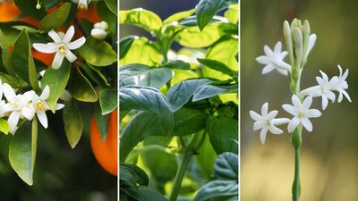 Plants to make your greenhouse smell nice – 5 aromatic options for growing under glass