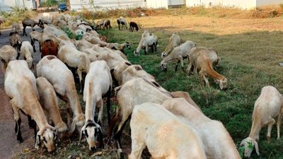 Vaccination drive against PPR for livestock in Vellore to begin on April 29