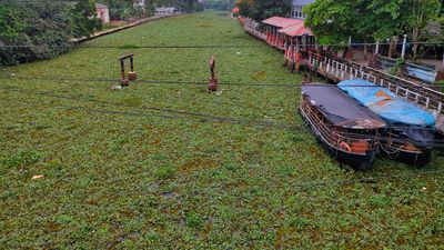 Water hyacinths choke life in backwater villages of Kottayam