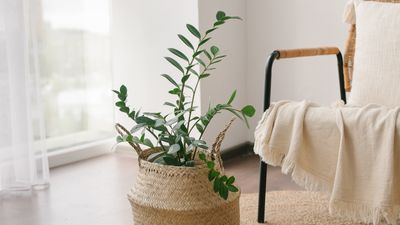 How to repot a ZZ plant – 3 easy steps to give this hardy houseplant a new home