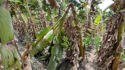 Heatwave leaves banana farmers high and dry