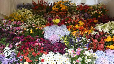 Ooty annual flower show dates revised