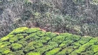 Tigers spotted at human habitation in Munnar