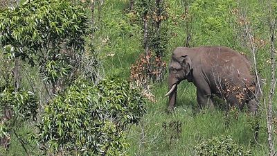 Success story in translocation of wild tusker Arikompan