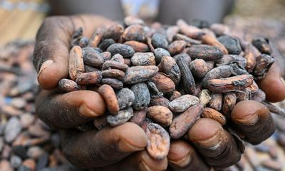 The Guardian view on the price of chocolate: cocoa producers face bitter truths