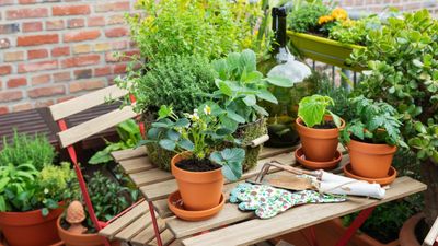 Best plants for a shaded balcony – container plants to enliven shady outdoor terraces