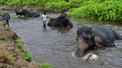 26 captive elephants temporarily shifted from Kozhikamuthi camp in the ATR owing to water crisis