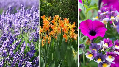 What to plant in May — gardeners reveal the best flowers for this time of year