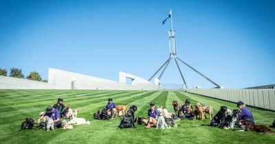 'A necessity': why daycare is going to the dogs