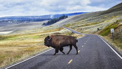 Drunken man arrested after kicking Yellowstone bison