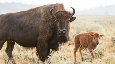 Yellowstone tourist receives impressive death stare from bison after getting too close to calves