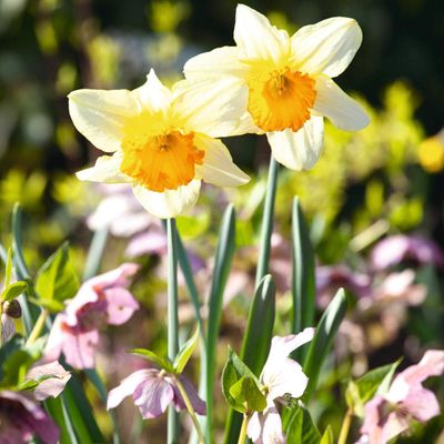 What to do with bulbs after flowering to ensure your spring and summer blooms come back brighter year after year