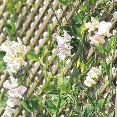 5 budget garden trellis ideas to upgrade your climbers without breaking the bank