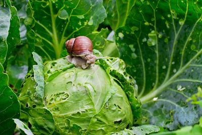 How to Get Rid of Garden Snails — 5 Natural and Humane Ways to Claim Back Your Yard