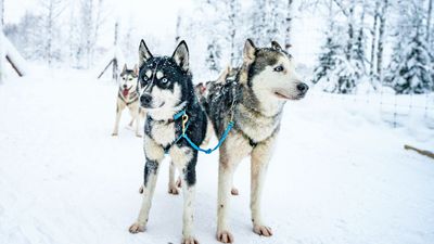 32 reasons to love Siberian huskies