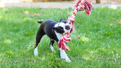 Trainer reveals the secret to tightening up your dog's fetch game (spoiler alert: you need to master another game first)