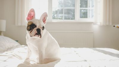 Why does my dog pee on my bed? (and how can I stop it?)