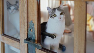 32 cat breeds most likely to suffer from separation anxiety