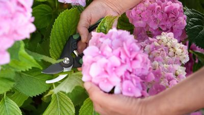 How to propagate hydrangeas from cuttings in four simple steps — and guarantee success
