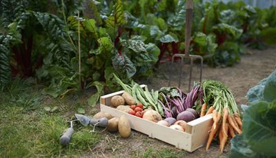 Planting vegetables in May — the top five recommendations, according to pro gardeners