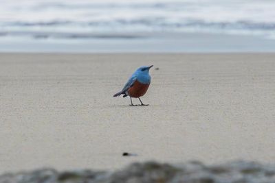 Photographer accidentally snaps rare bird in Oregon: ‘It’s mind-blowing’