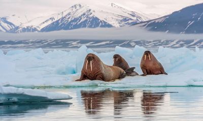 First case of walrus dying from bird flu recorded in Arctic