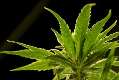 US to reclassify marijuana as less dangerous drug in historic shift
