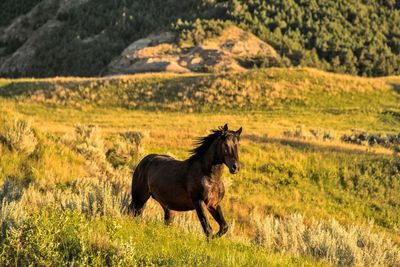 ‘Incredible’ news for bears and wild horses as US shifts preservation plans