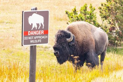 Man who allegedly kicked bison in Yellowstone park arrested for incident