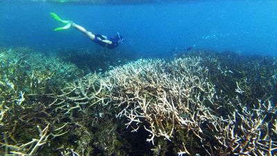 Great Barrier Reef’s worst bleaching leaves giant coral graveyard: ‘It looks as if it has been carpet bombed’