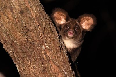 After 25 years, logging and bushfires, a greater glider has been spotted in Deongwar state forest