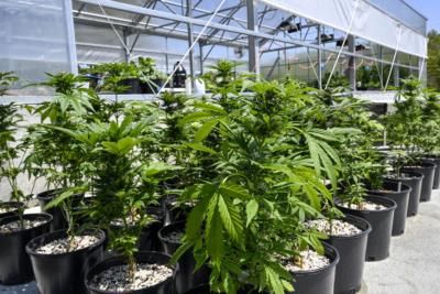 DEA Proposes Rescheduling Marijuana To Less Dangerous Drug