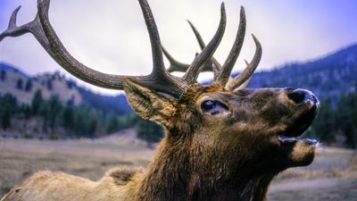 Thoughtless tourists flag down giant elk for photos at Banff National Park