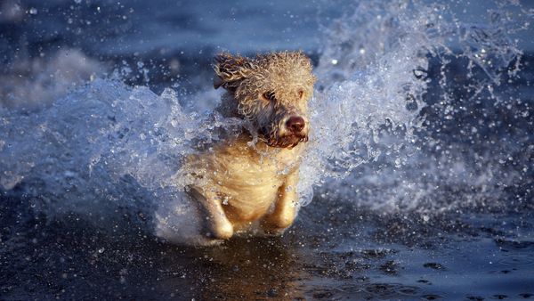 32 fun facts about Portuguese water dogs