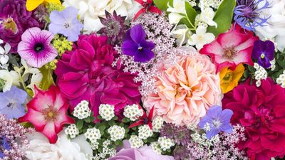 7 annual flowers to sow in May for summer cutting